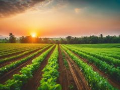 Comprender la agroforestería: una guía completa Comprender la agroforestería: una guía completa