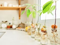 Cómo cultivar un aguacate desde una semilla: guía práctica y consejos Cómo cultivar un aguacate desde una semilla: guía práctica y consejos